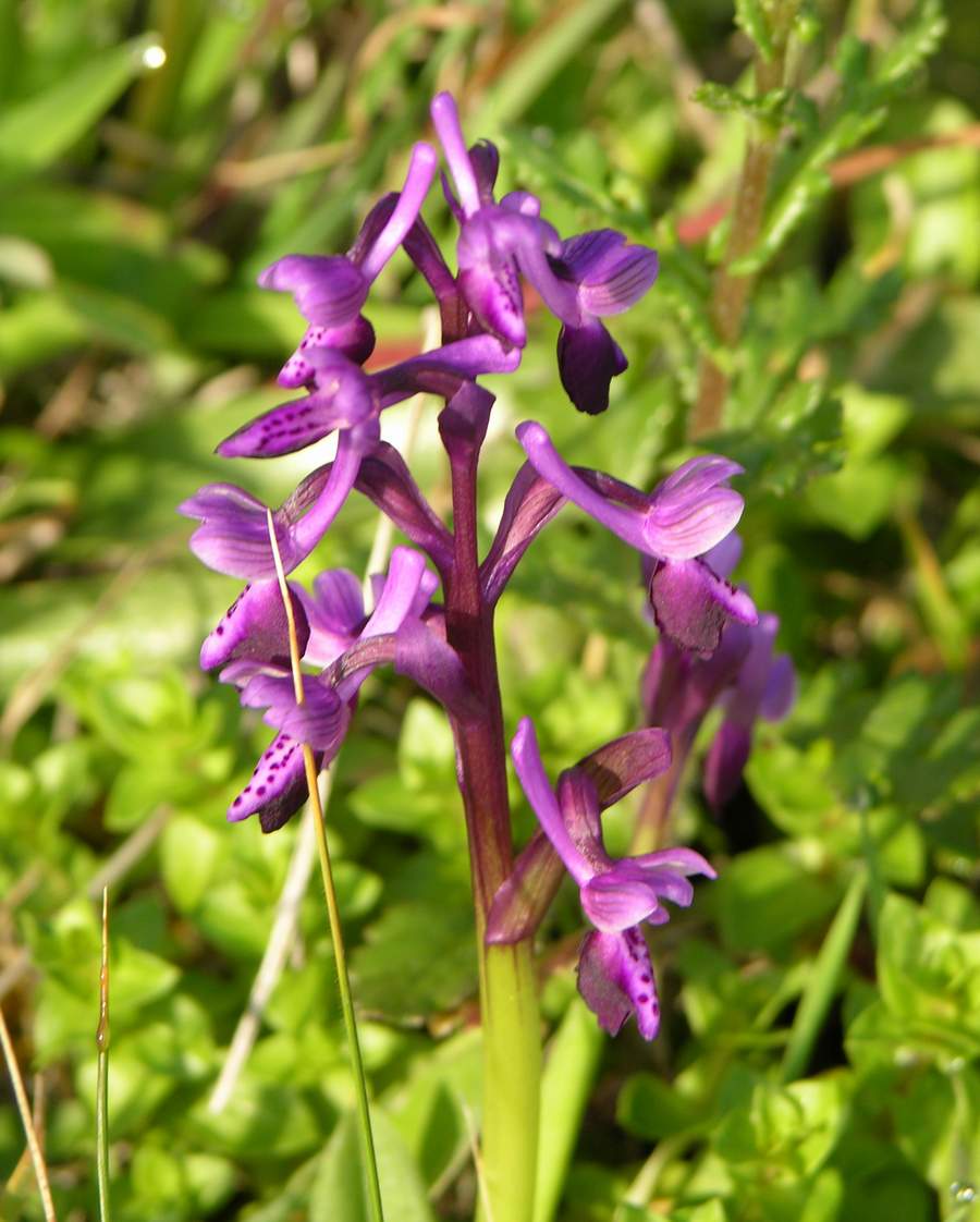 Anacamptis longicornu